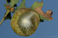 : Besbicus mirabilis; Speckled Gall Wasp;