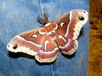 : Hyalaphora euryalis; Ceonothus Silk Moth