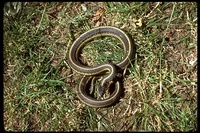 : Thamnophis couchii aquaticus; Aquatic Garter Snake