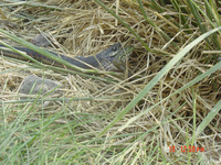 : Thamnophis sirtalis fitchi; Common Garter Snake