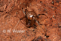 : Latrodectus geometricus; Brown Widow Spider