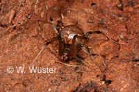 : Latrodectus geometricus; Brown Widow Spider