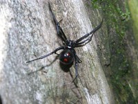 : Latrodectus mactans; Eastern Black-widow