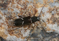 : Phymatodes vulneratus