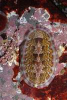 : Tonicella lokii; Loki's Lined Chiton