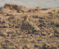 Chestnut-bellied Sandgrouse (Pterocles exustus) 2005. január 6. Sonkhaliya Closed Area