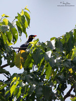 Hill Myna Scientific name - Gracula religiosa