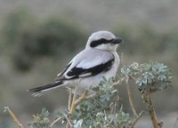 Adult Saxaul Grey Shrike. Photos © A. Braunlich