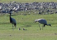 Demoiselle Crane family. Photos © A. Braunlich