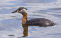 Red-necked Grebe. Photo by Dave Kutilek. All rights reserved.