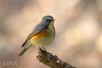 Red-flanked Bluetail 紅脇藍尾鴝