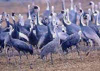 Hooded Cranes (front left & right), & a Sandhill Crane (front center)