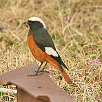 Güldenstadt's Redstart