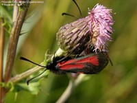 Pimpinelle Køllesværmer (Zygaena minos) Foto/billede af