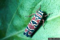 Agrosoma placetis