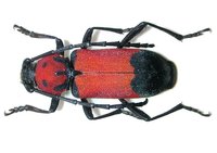 Purpuricenus desfontainii desfontainii