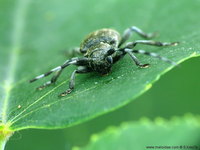 Oplosia cinerea