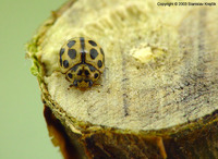 Tytthaspis sedecimpunctata
