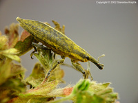 Lixus iridis