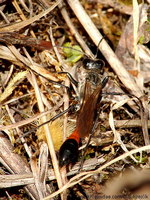 Ammophila sabulosa - Red-banded Sand Wasp