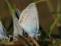 Polyommatus amandus - Amandas Blue