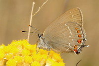 Satyrium ilicis - Ilex Hairstreak