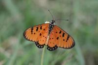 Acraea violae - Tawny Coster