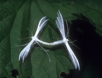 Pterophorus pentadactyla - White Plume Moth