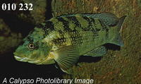 Labrus bergylta, Ballan wrasse: fisheries, gamefish, aquarium