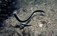 Equetus lanceolatus, Jack-knifefish: fisheries, aquarium