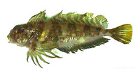 Archistes biseriatus, Scaled sculpin: