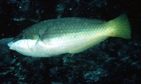 Anampses elegans, Elegant wrasse: aquarium