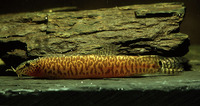 Lepidocephalichthys jonklaasi, Jonklaas' s loach: