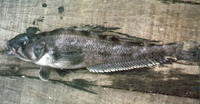 Lepidonotothen squamifrons, Grey rockcod: fisheries