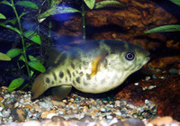 Tetraodon fluviatilis, Green pufferfish: aquarium