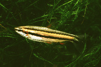 Nannostomus marginatus, Dwarf pencilfish: fisheries, aquarium