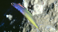 Plagiotremus townsendi, Townsend's fangblenny: