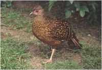 Swinhoe's Pheasant, Lophura swinhoii