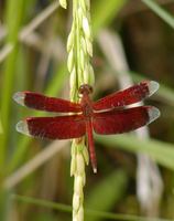 Anisoptera - Dragonflies