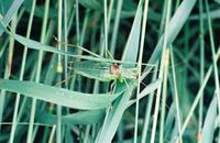 Isophya kraussii