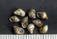 Emmericia patula