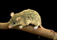 Image of: Monodelphis domestica (gray short-tailed opossum)