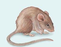 Image of: Pelomys fallax (creek groove-toothed swamp rat)