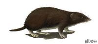 Image of: Podogymnura truei (Mindanao gymnure)