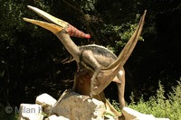 Pteranodon sp.