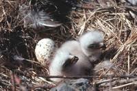 Buteo lagopus - Rough-legged Buzzard