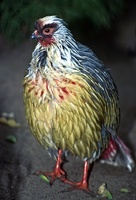 Ithaginis cruentus - Blood Pheasant