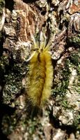 Image of: Lymantriidae
