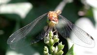 Image of: Sympetrum obtrusum