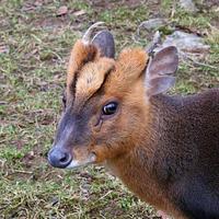 Muntiacus reevesi - Reeve's Muntjac